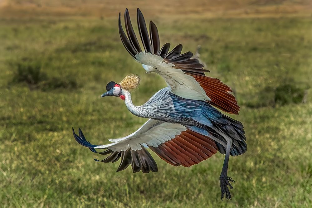 Kenya, Masai Mara, Masai Mara Conservancy. Crowned crane taking flight.